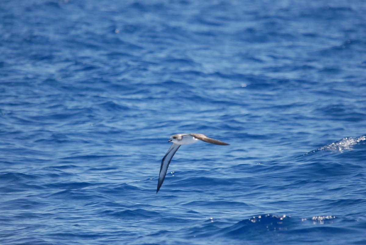 Barau's Petrel - ML646629073