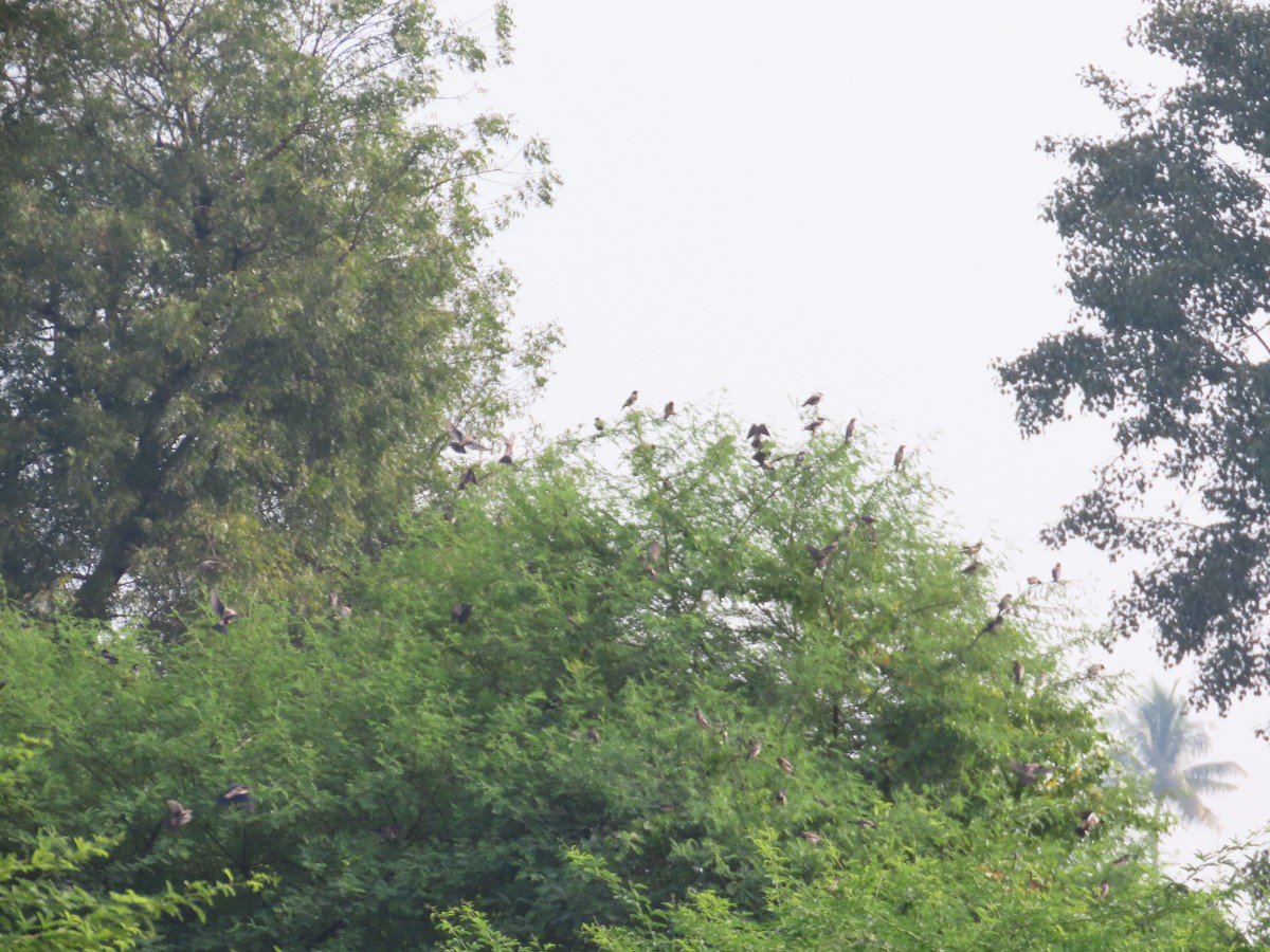 Rosy Starling - ML646629074