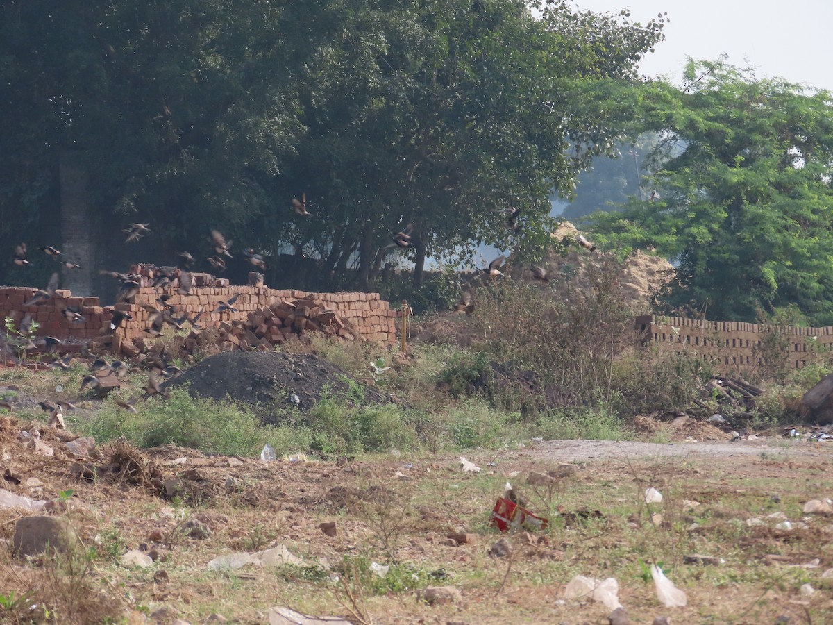 Rosy Starling - ML646629075