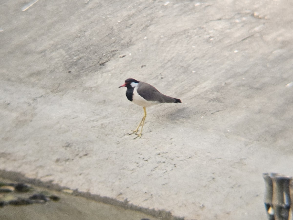 Red-wattled Lapwing - ML646629077