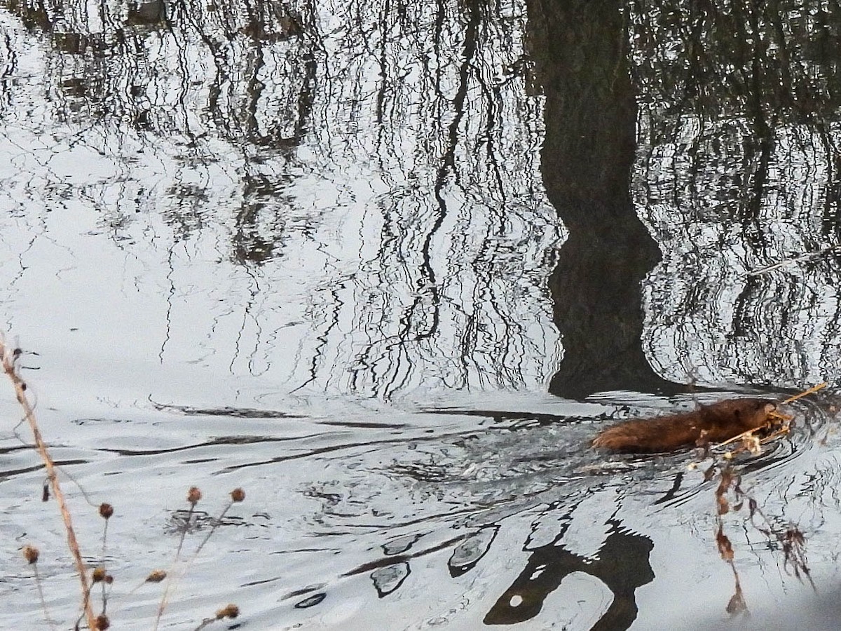 Bisamratte - ML646629078