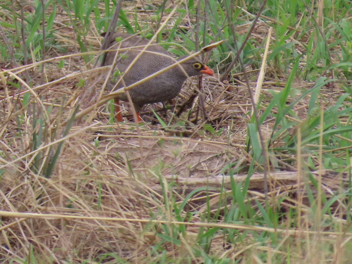 Red-billed Spurfowl - ML646629079