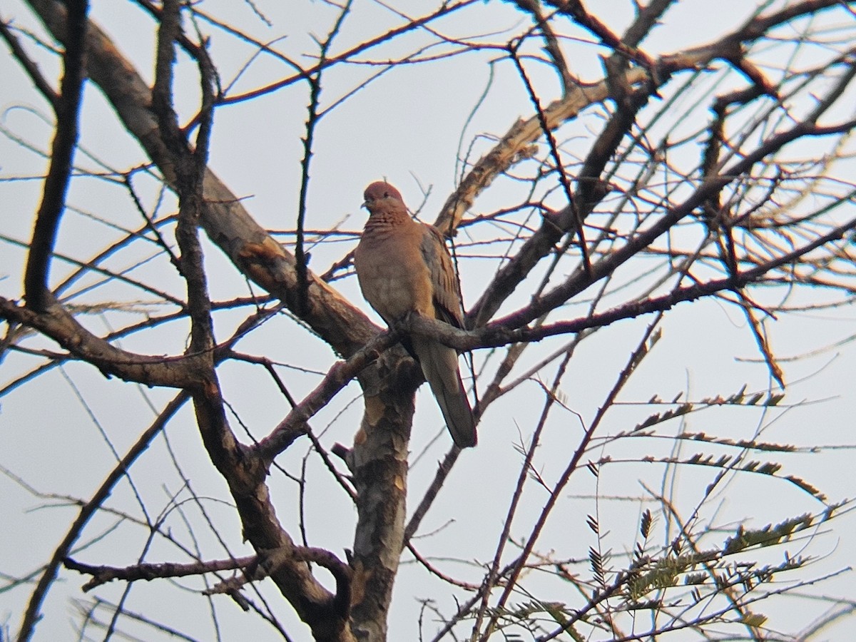 Laughing Dove - ML646629080