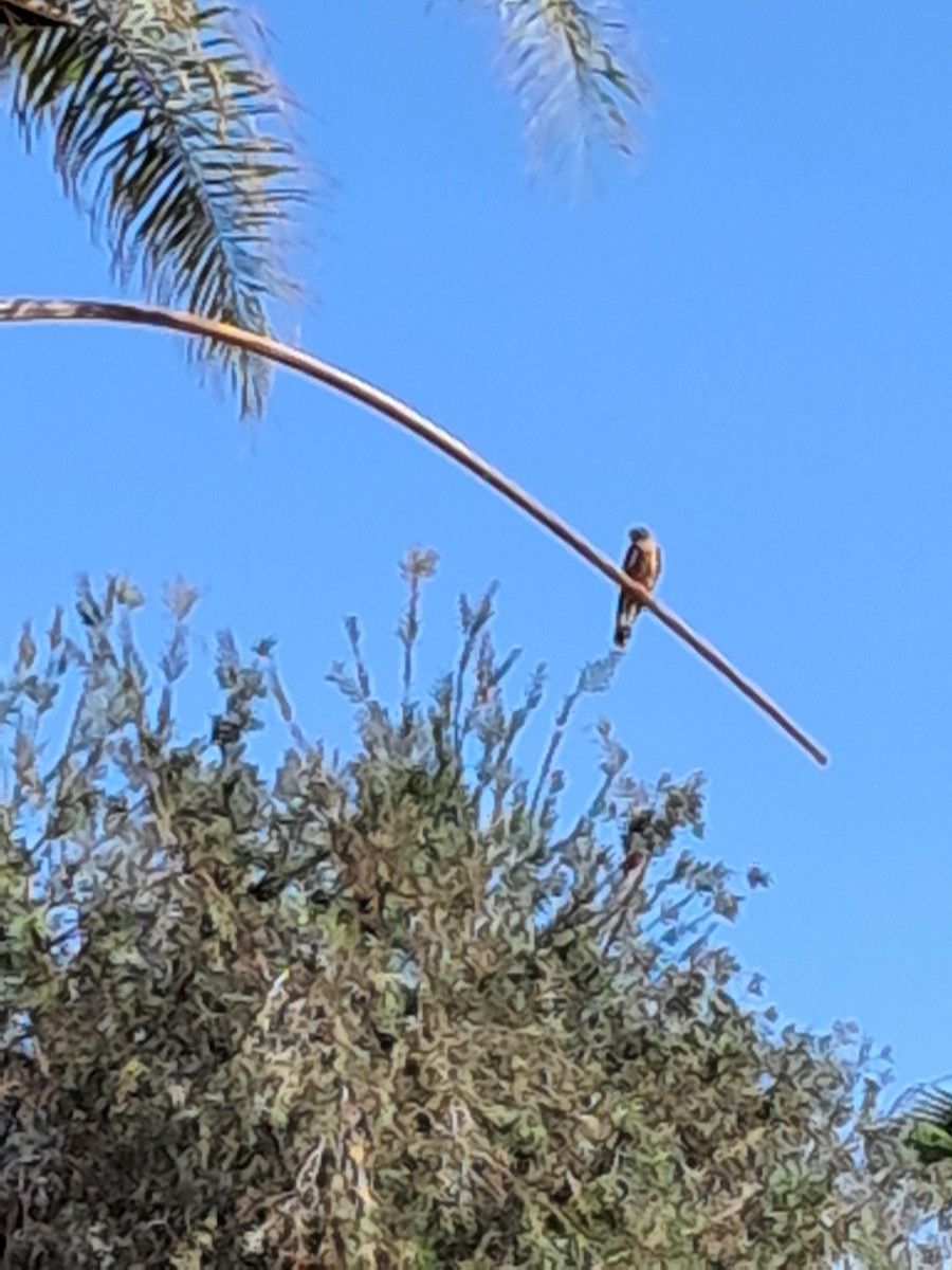 Eurasian Kestrel - ML646629081
