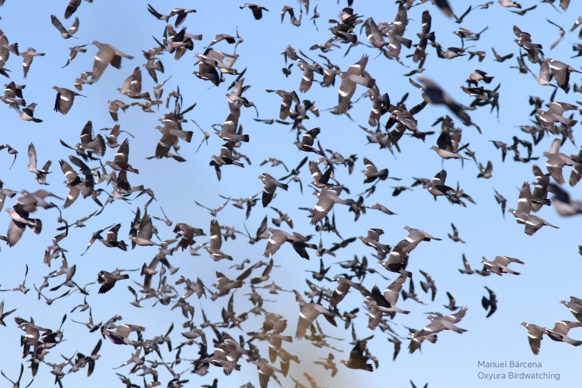 Common Wood-Pigeon - ML646629084