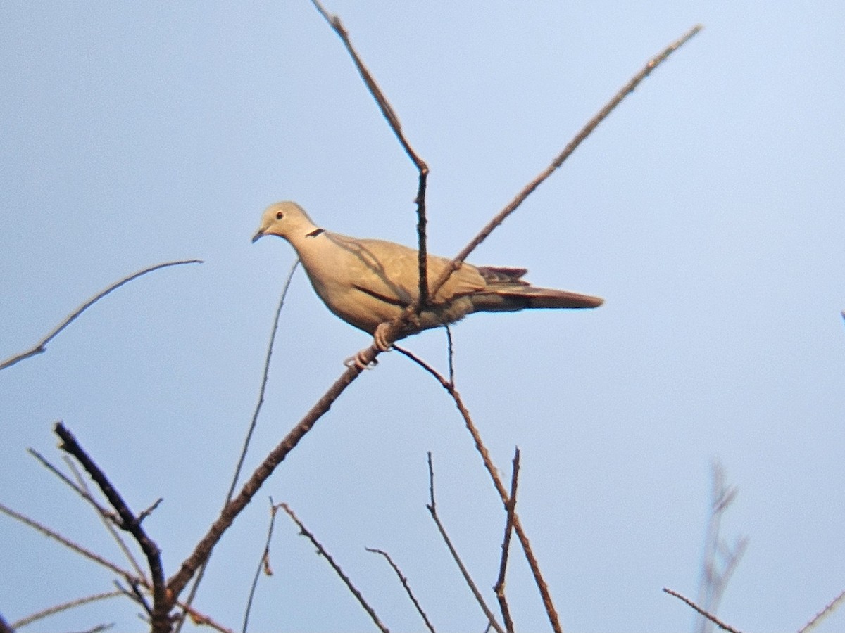 Eurasian Collared-Dove - ML646629087