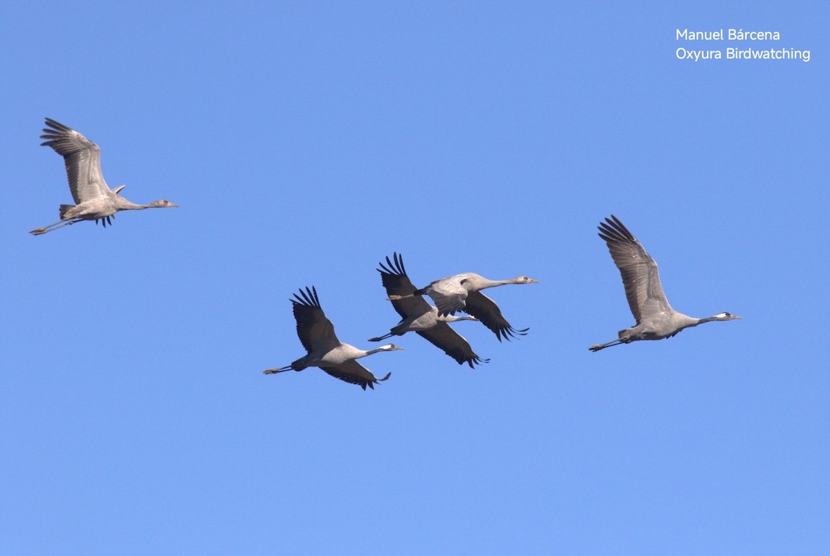 灰鶴 - ML646629088