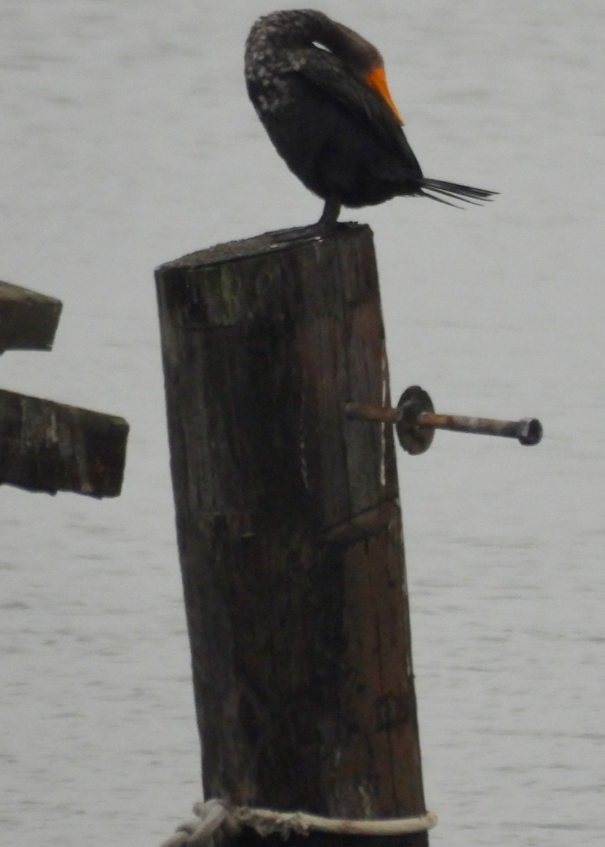 Double-crested Cormorant - ML646629090