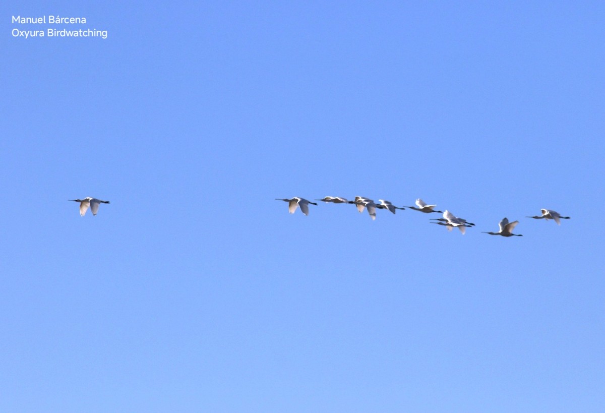 白琵鷺 - ML646629091