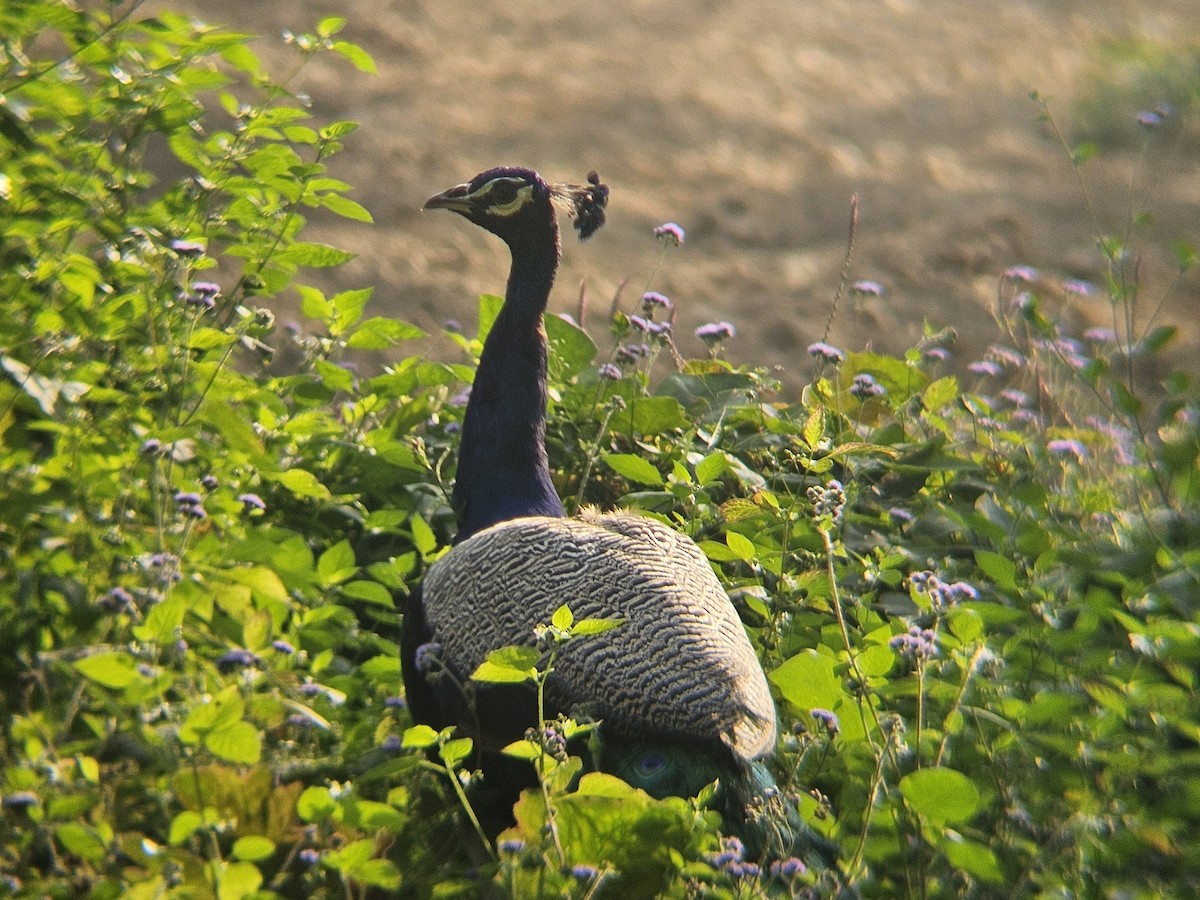 Indian Peafowl - ML646629092