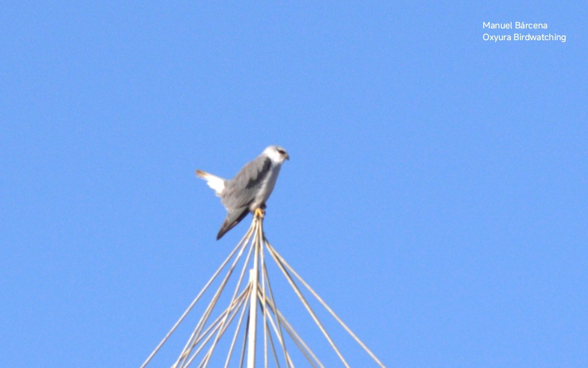 黑翅鳶 - ML646629097