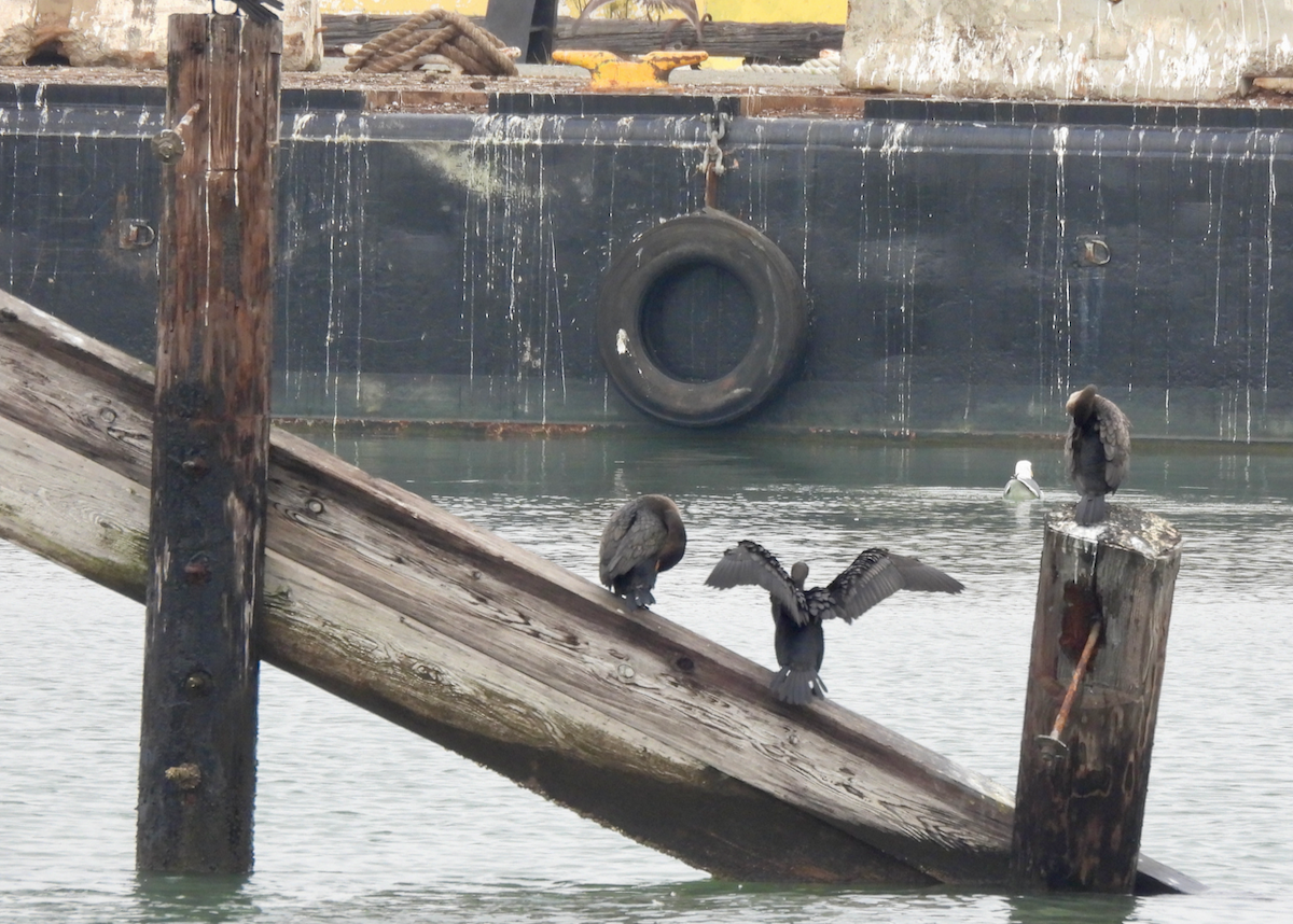 Double-crested Cormorant - ML646629103