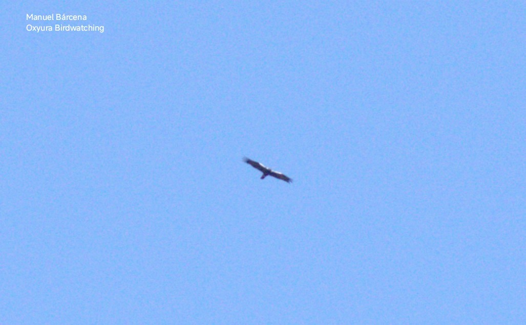 Spanish Eagle - ML646629104