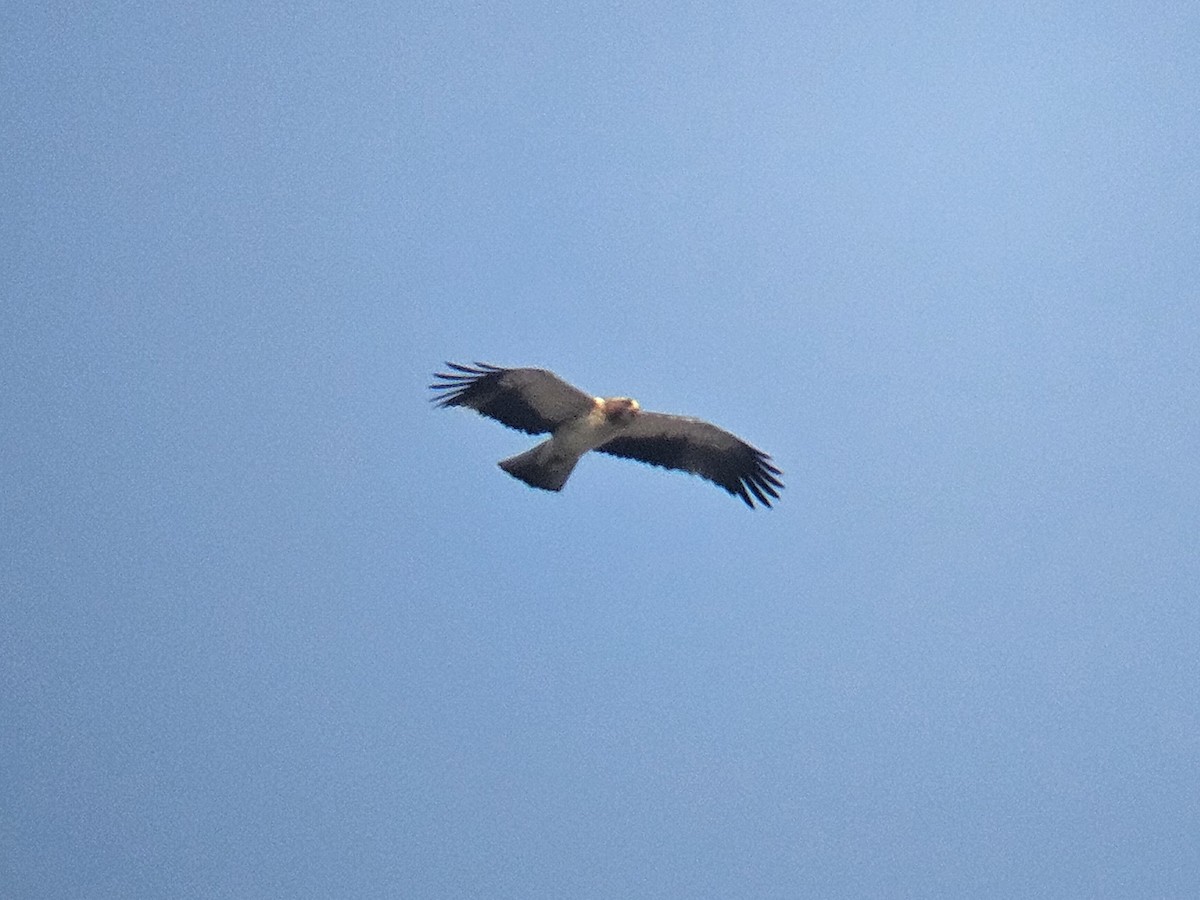 Booted Eagle - ML646629106