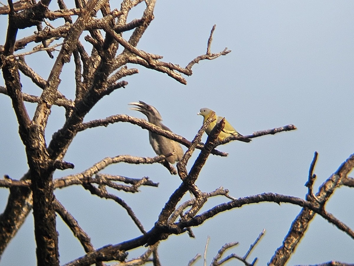 Indian Gray Hornbill - ML646629111