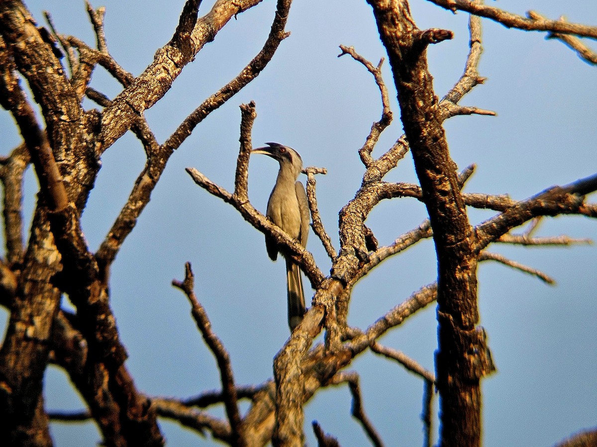 Indian Gray Hornbill - ML646629112