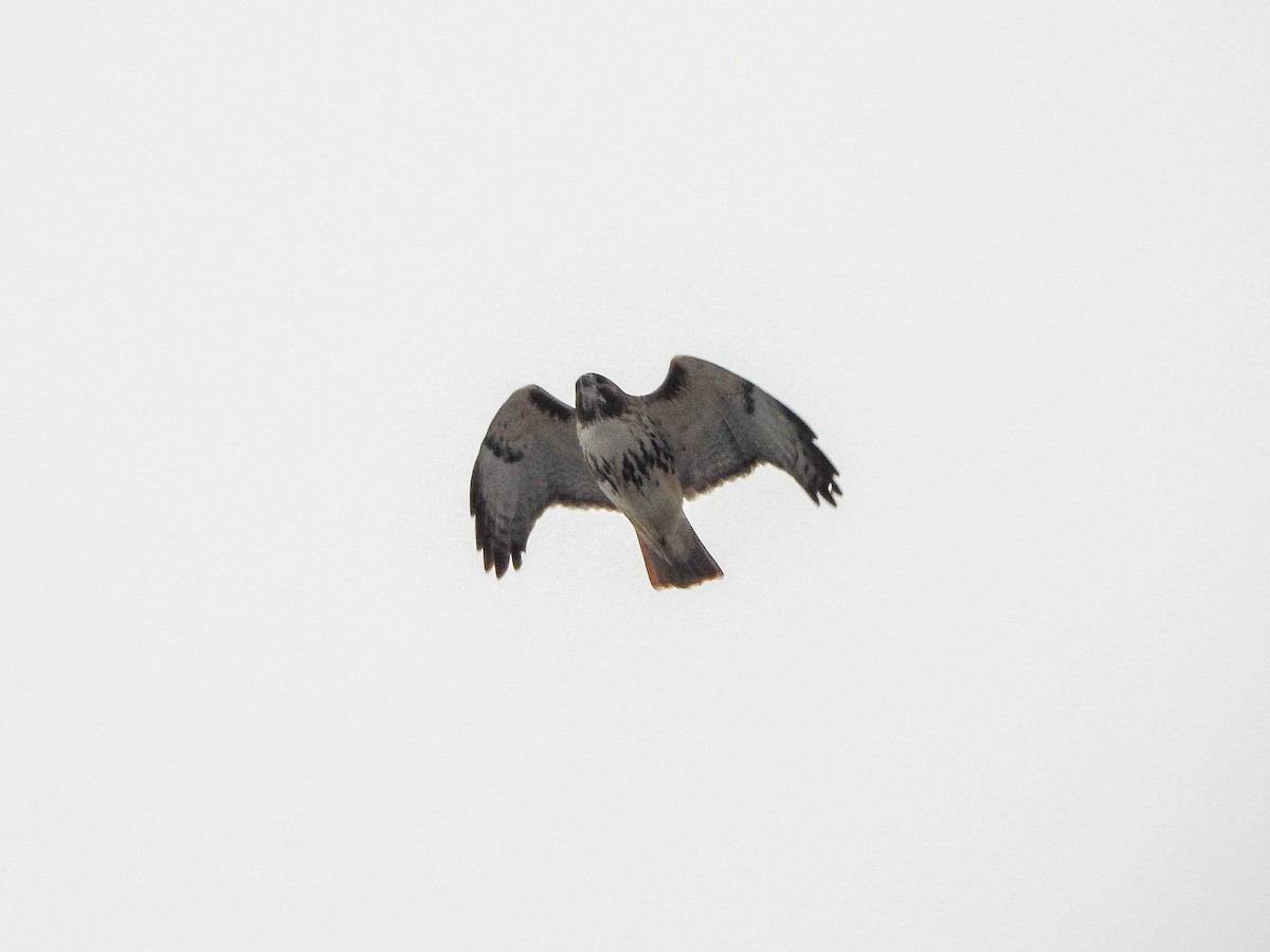 Rotschwanzbussard - ML646629114