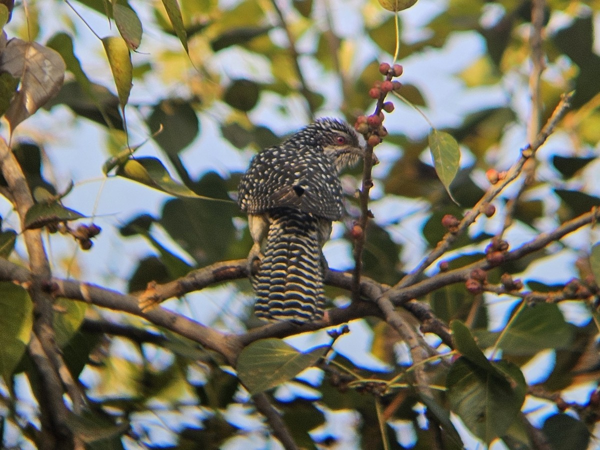 Asian Koel - ML646629121