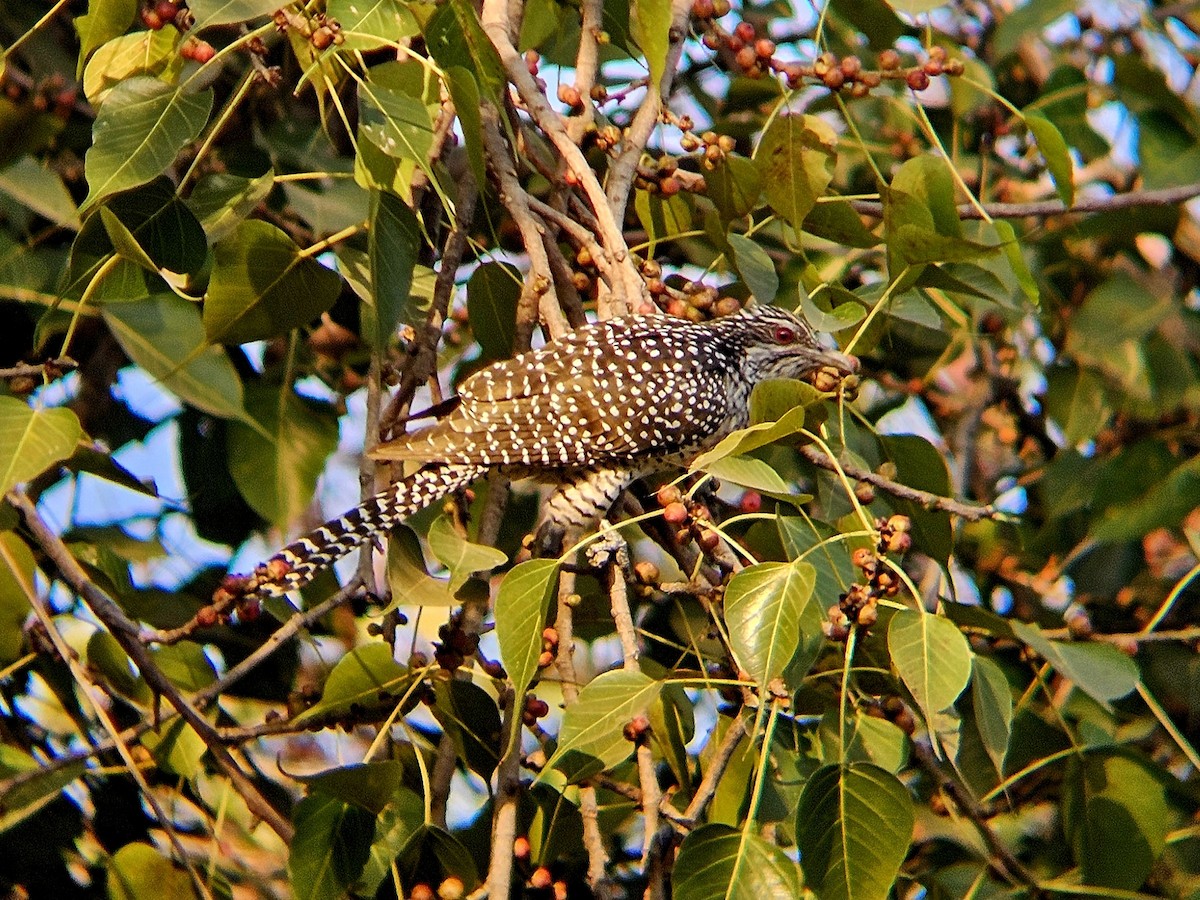 Asian Koel - ML646629122
