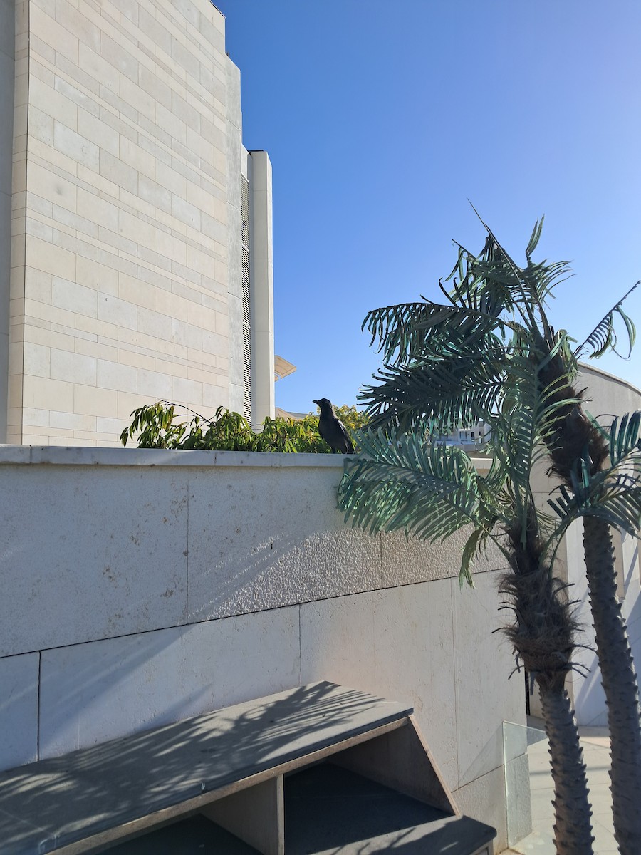 House Crow - ML646629124