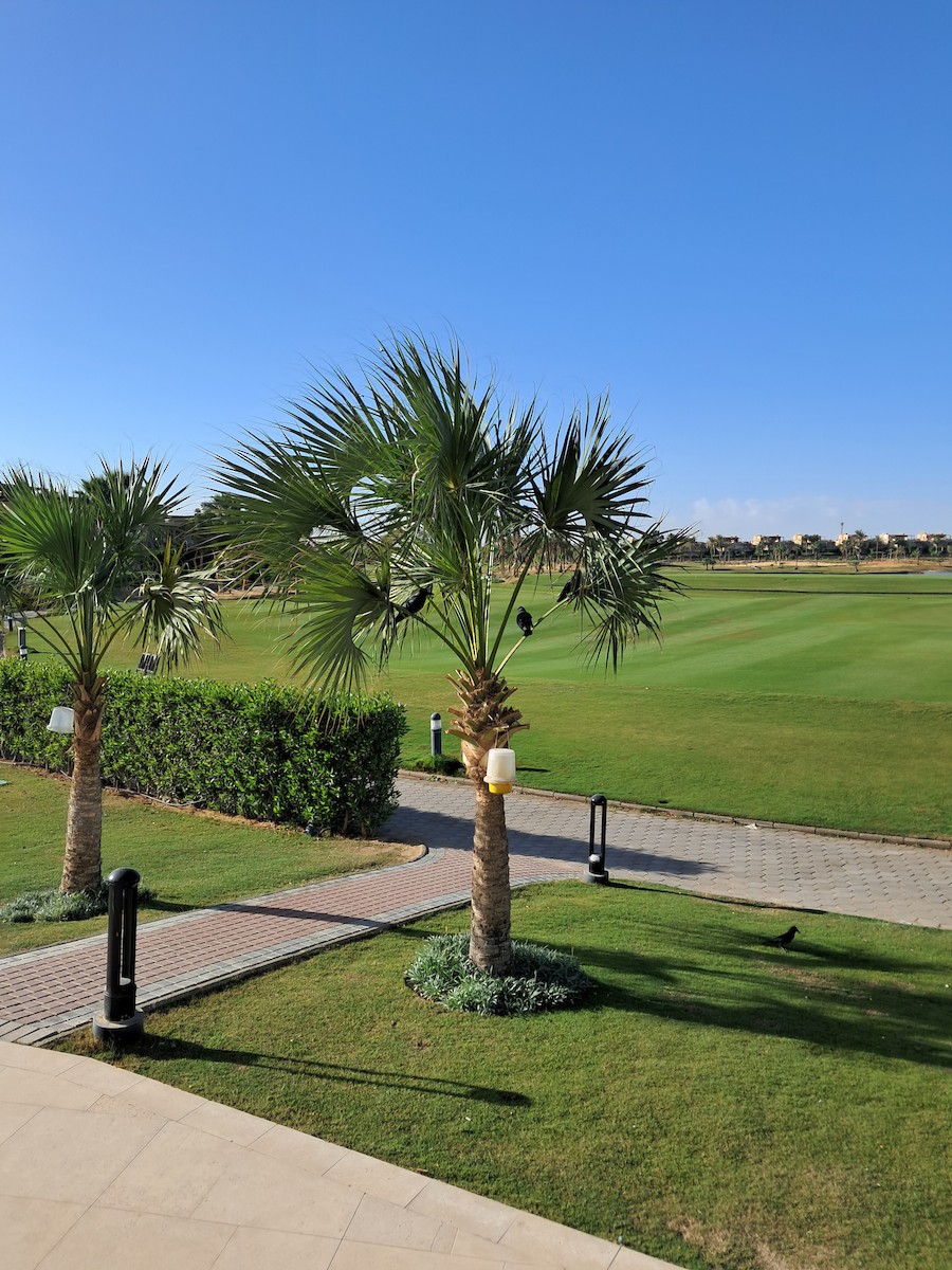 House Crow - ML646629125