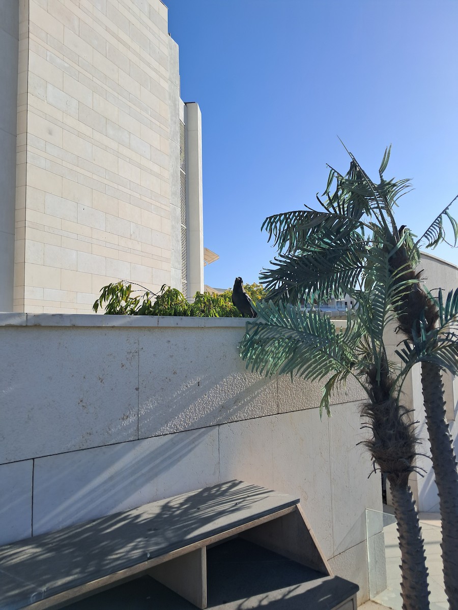 House Crow - ML646629126