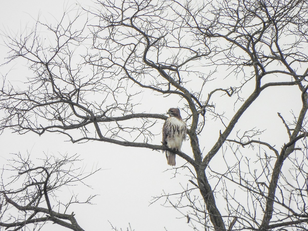 Rotschwanzbussard - ML646629130