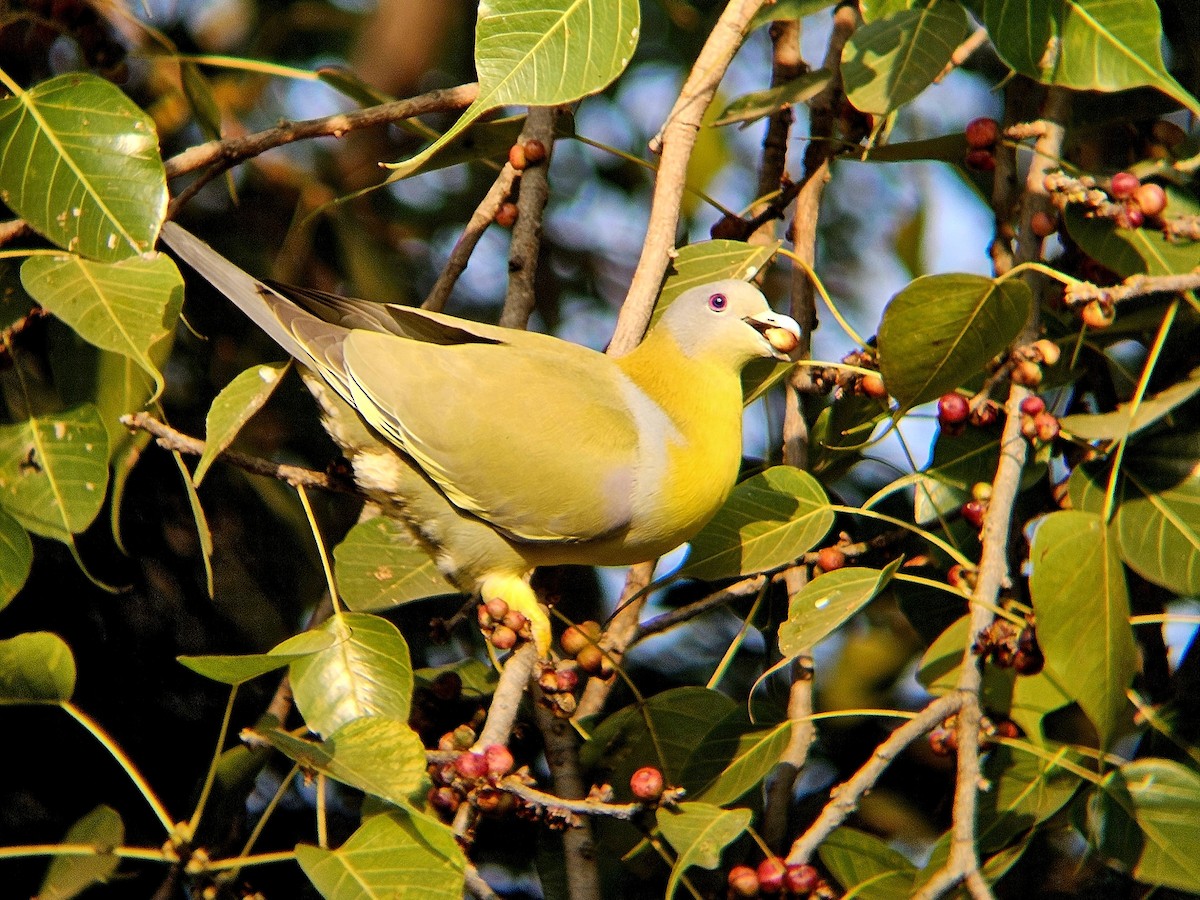 Yellow-footed Green-Pigeon - ML646629133