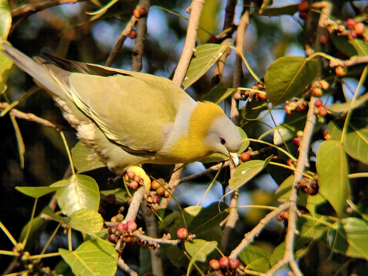Yellow-footed Green-Pigeon - ML646629134