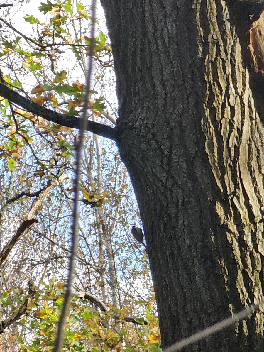 Eurasian Treecreeper - ML646629137