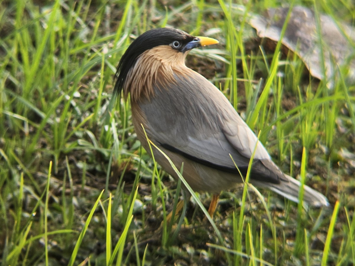 Brahminy Starling - ML646629141
