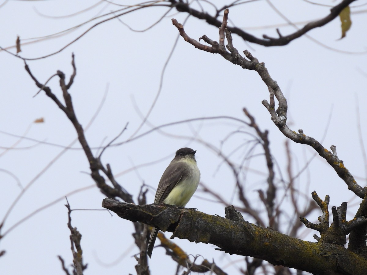 Eastern Phoebe - ML646629143