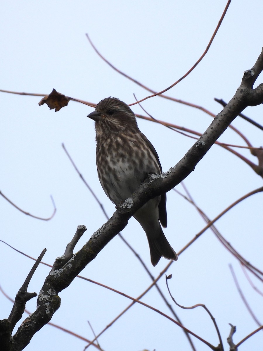 Purple Finch - ML646629144