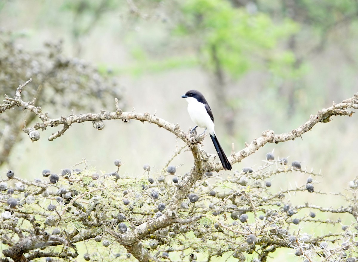 Long-tailed Fiscal - ML646629147