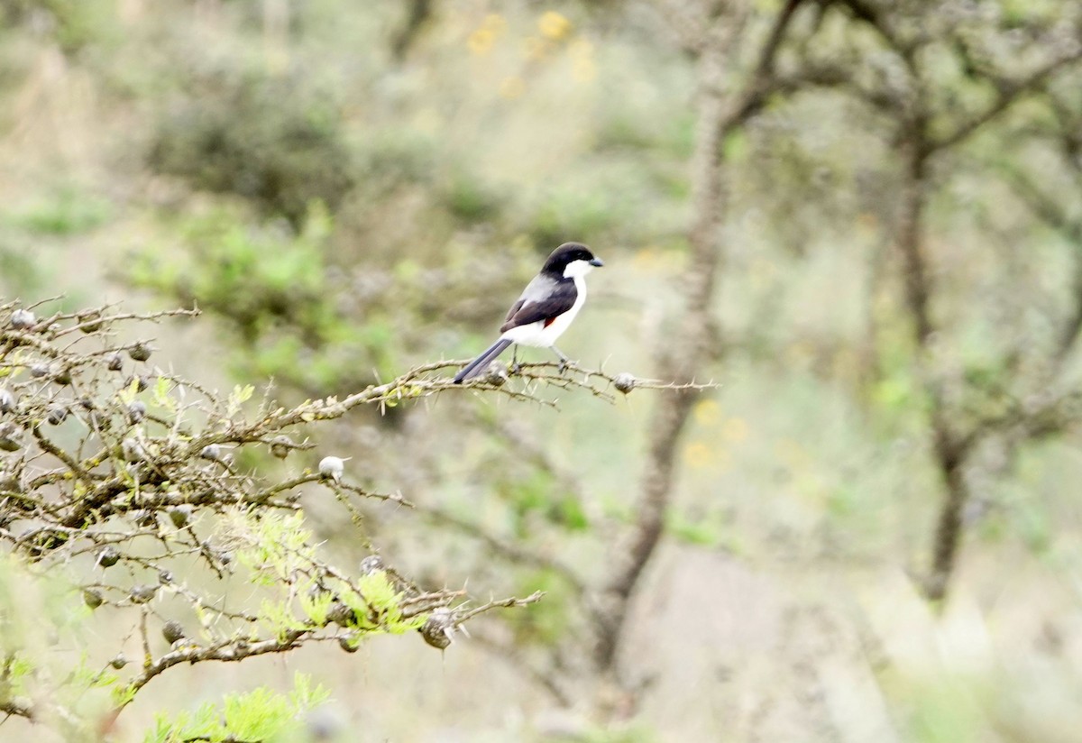 Long-tailed Fiscal - ML646629150