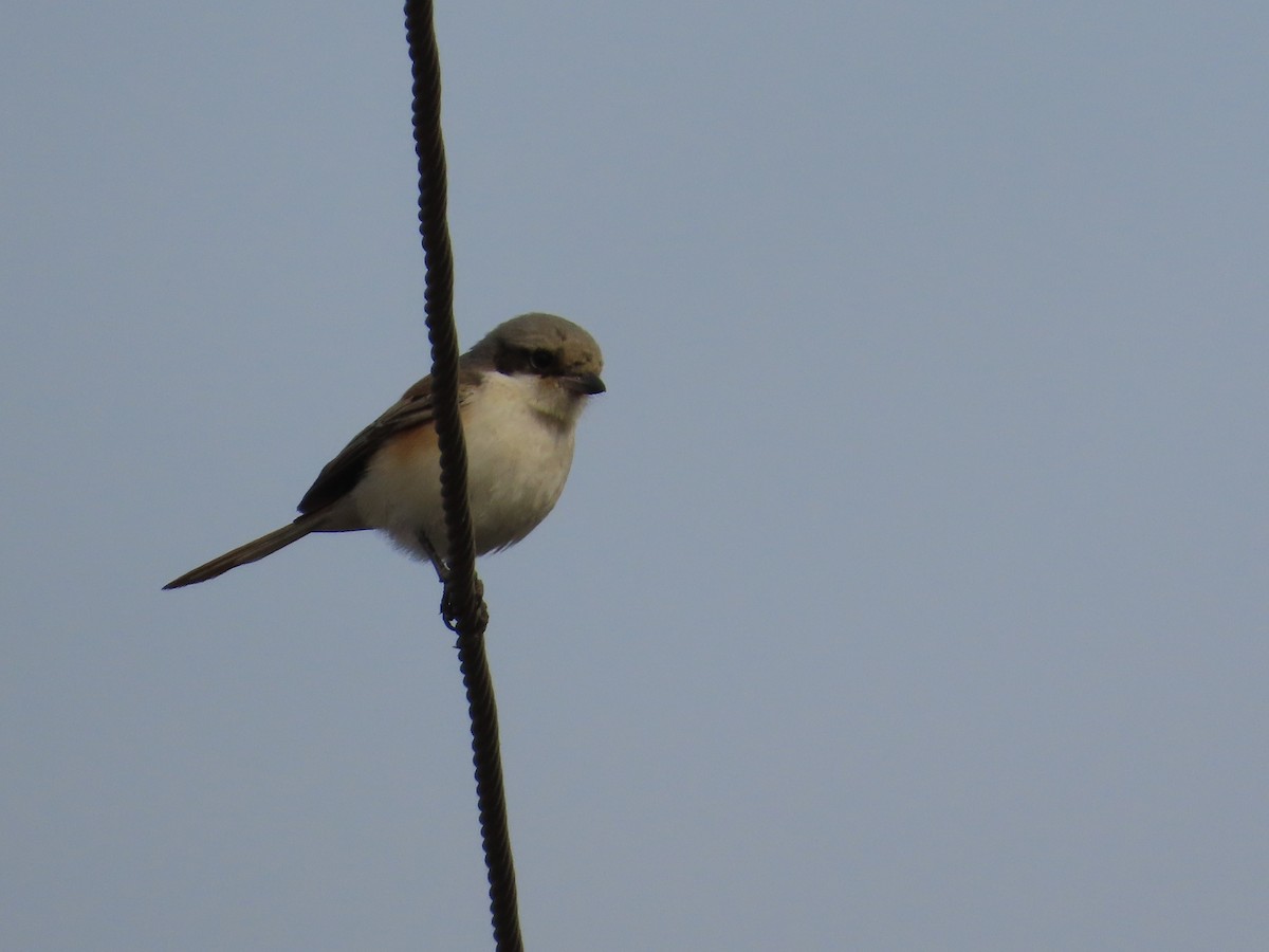 Bay-backed Shrike - ML646629153