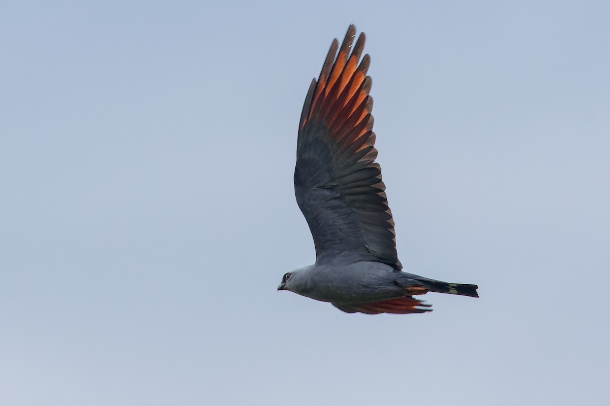 ムシクイトビ - ML646629158