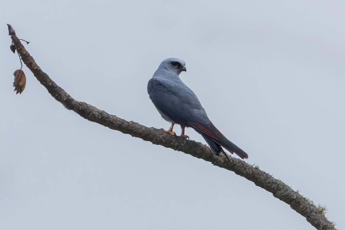 ムシクイトビ - ML646629159