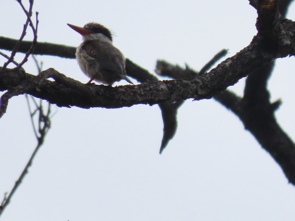 タテフコショウビン - ML646629160