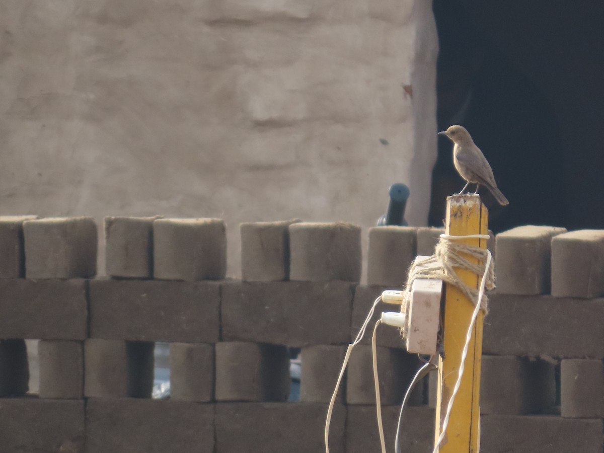 チャイロイワビタキ - ML646629161