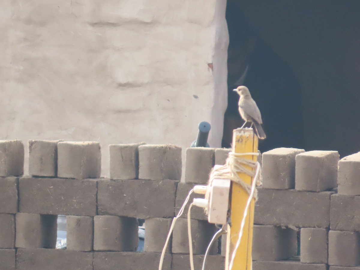 チャイロイワビタキ - ML646629162