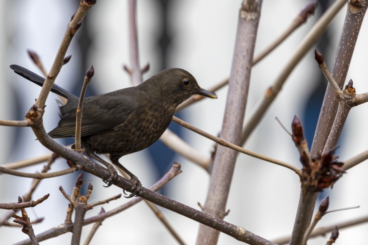 ニシクロウタドリ - ML646629163