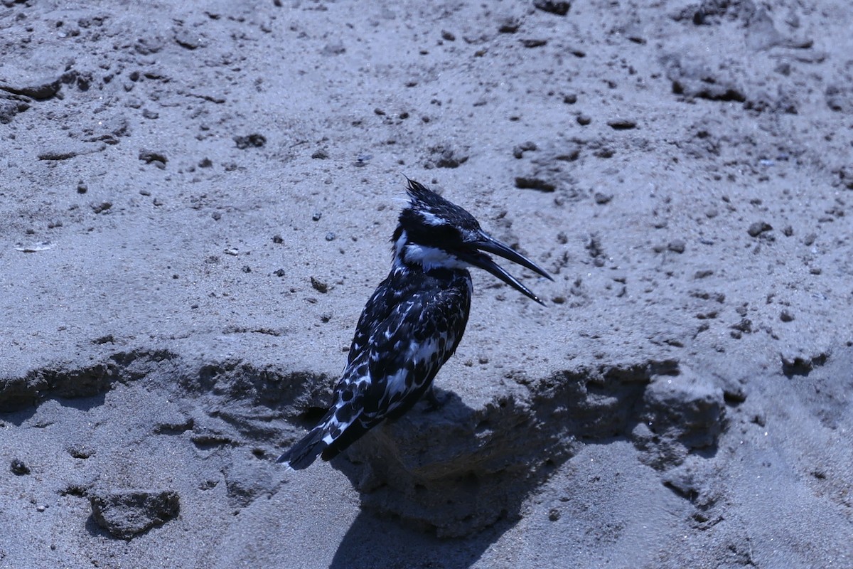 ヒメヤマセミ - ML646629164