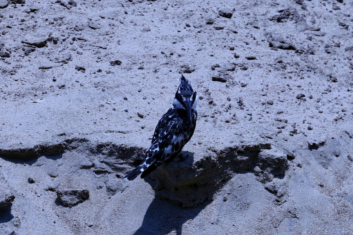 ヒメヤマセミ - ML646629165