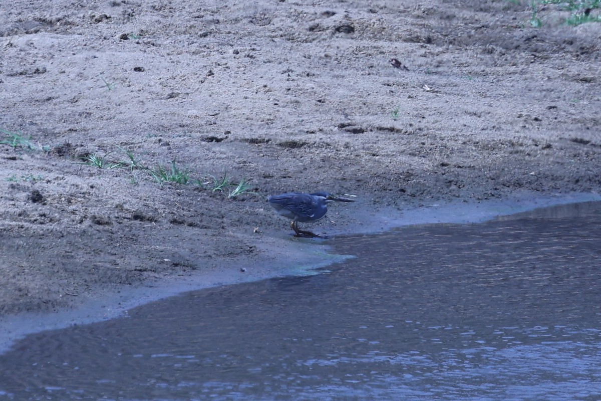 ササゴイ - ML646629166