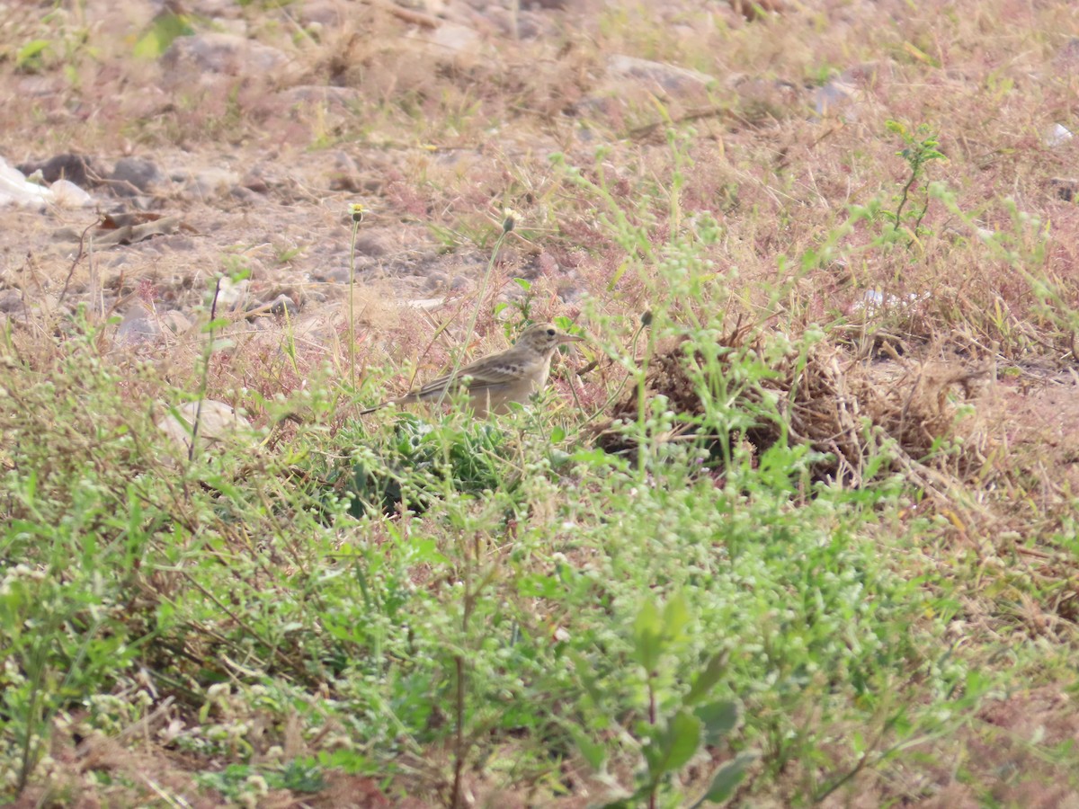 ヨーロッパビンズイ - ML646629167