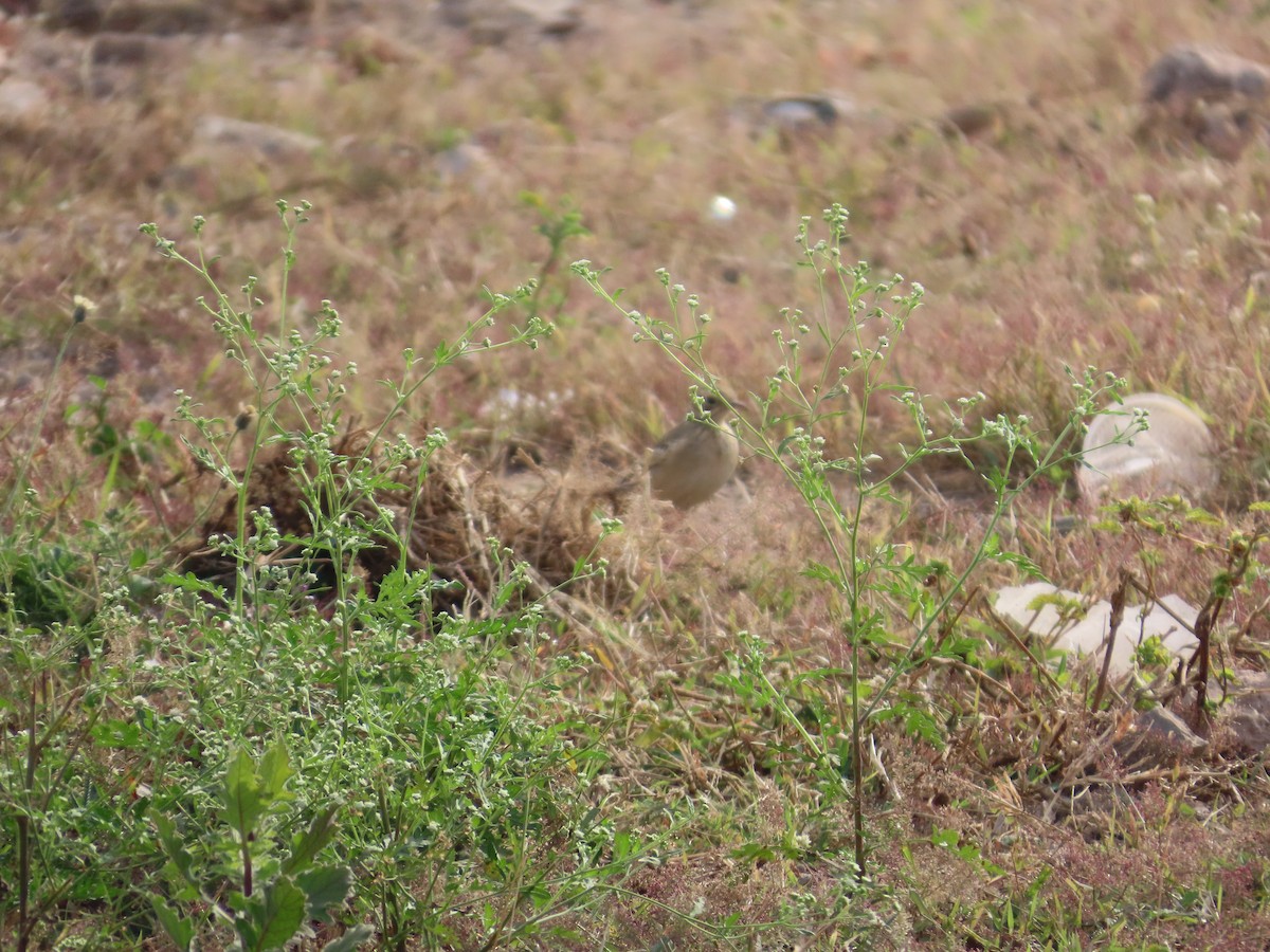 ヨーロッパビンズイ - ML646629168