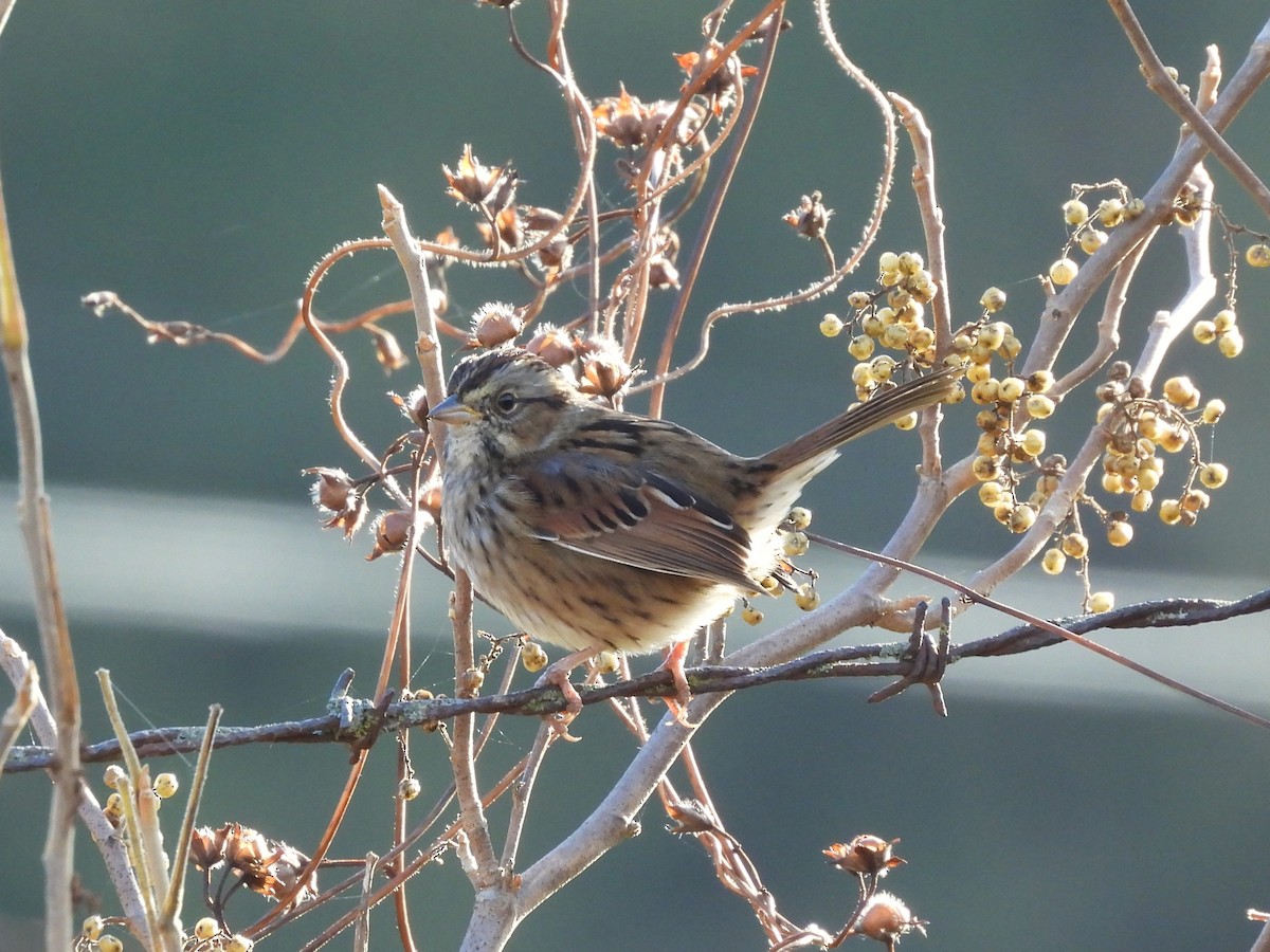 Swamp Sparrow - ML646629170