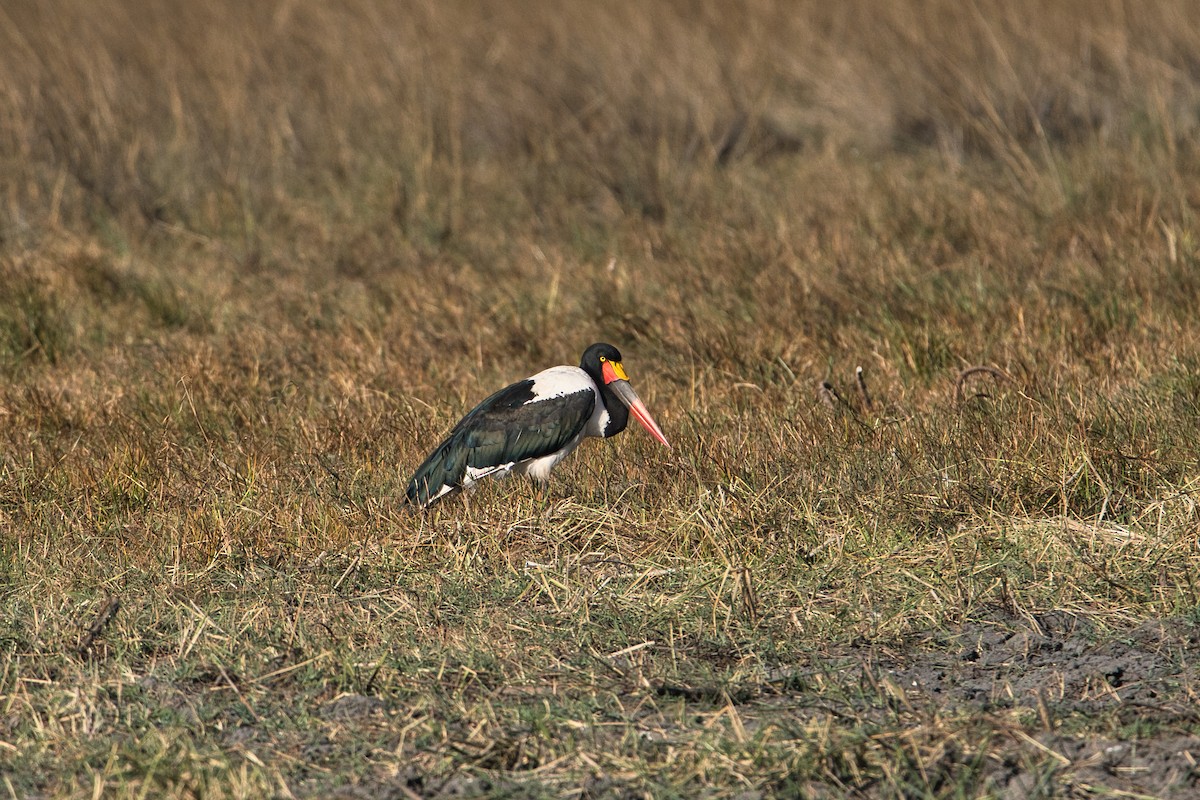 Saddle-billed Stork - ML646629171