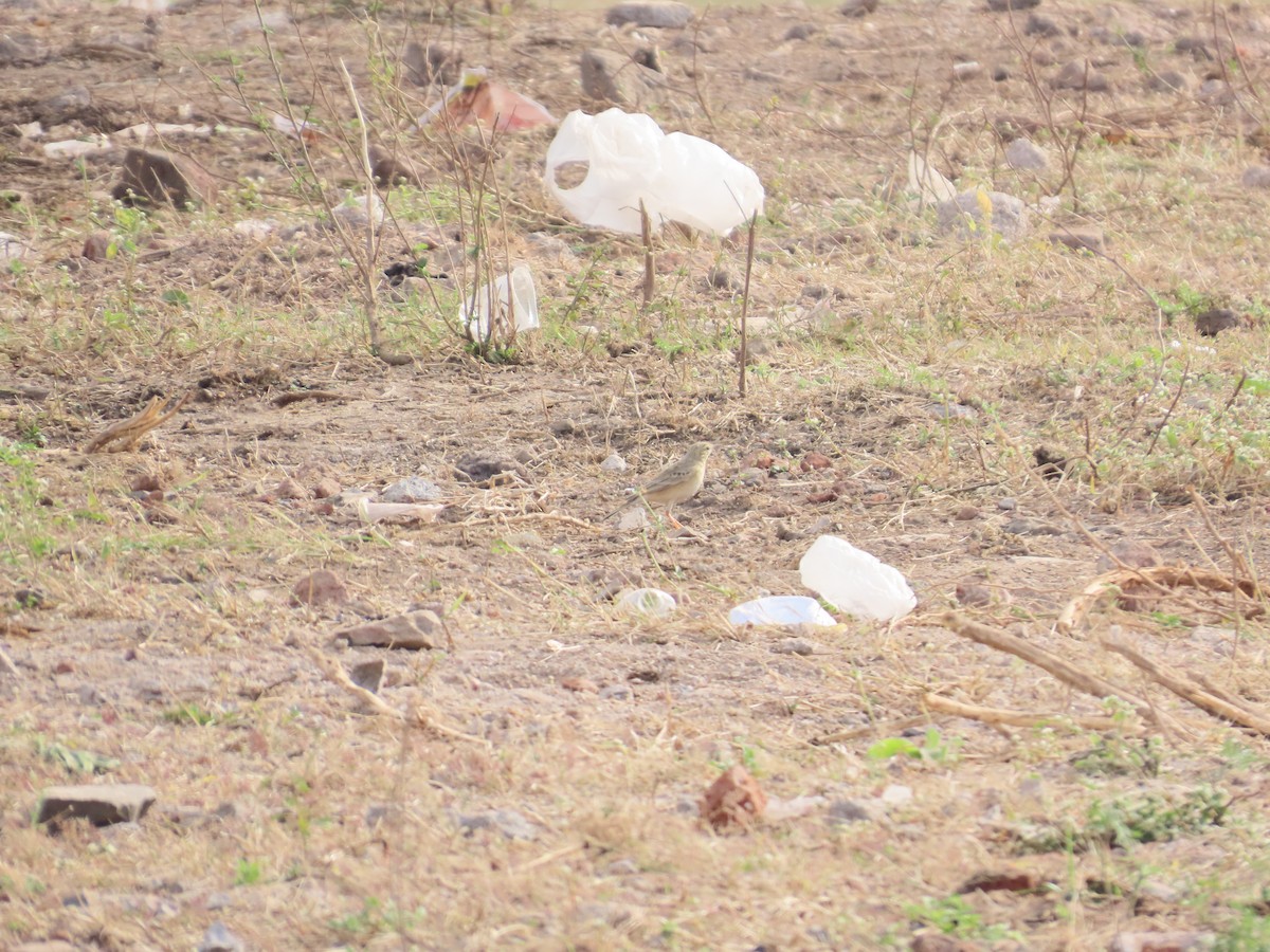 ヨーロッパビンズイ - ML646629172